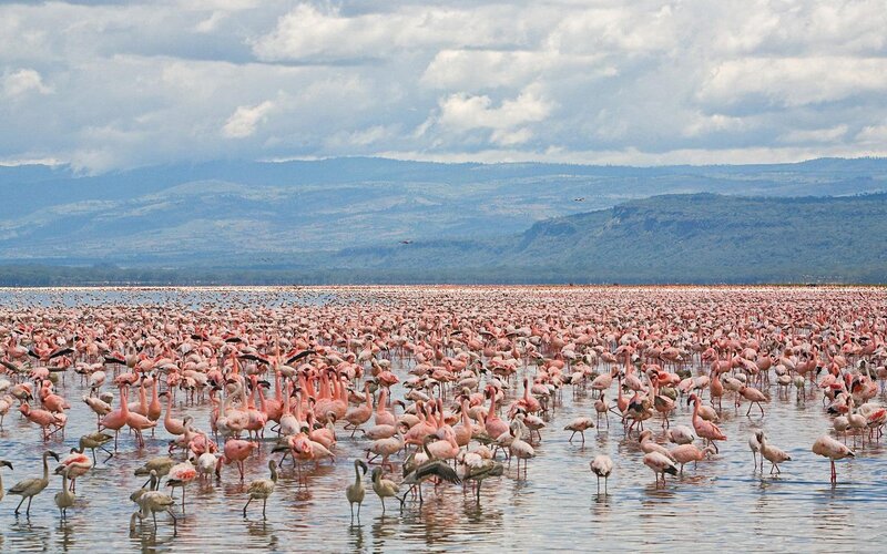 Flamingos at a lake