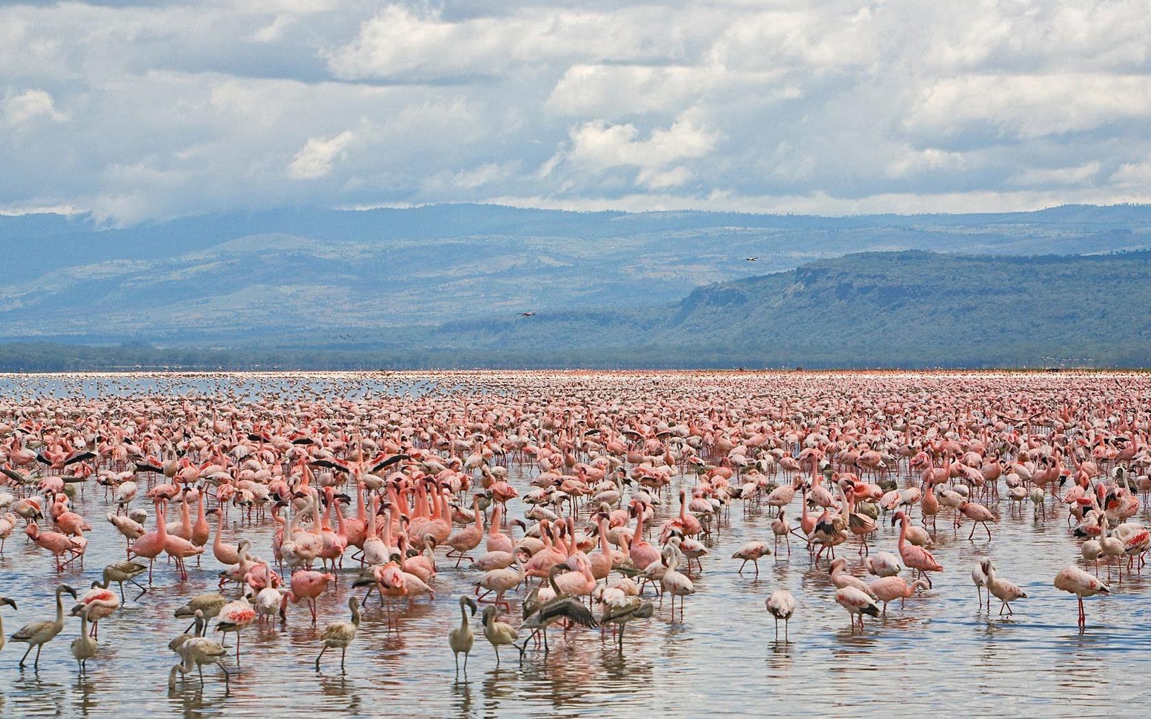 Flamingos at a lake