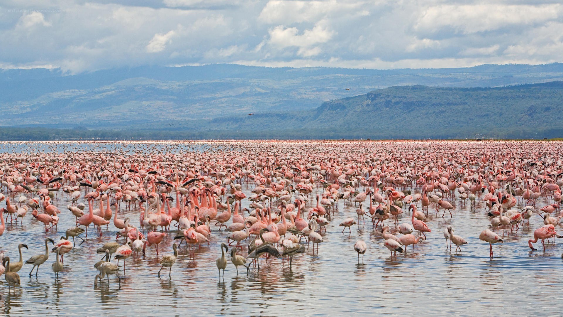 Flamingos at a lake