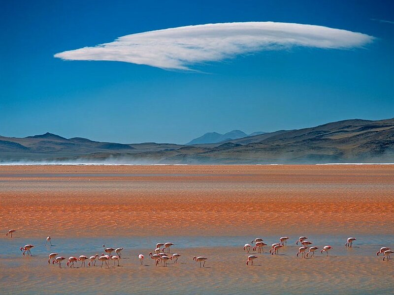 Flamingos at a salt flat