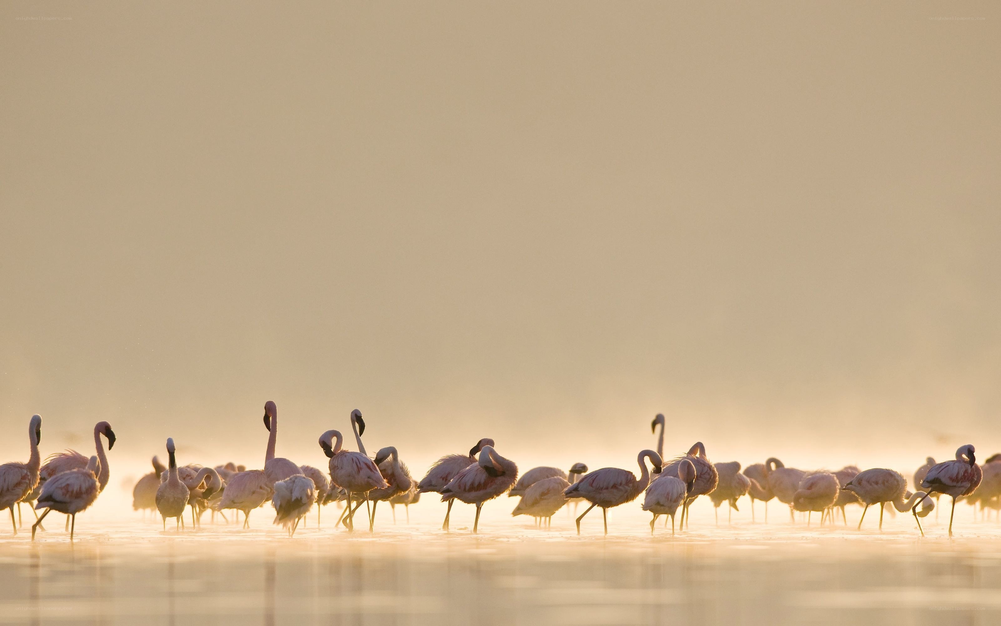 flamingos at sunrise