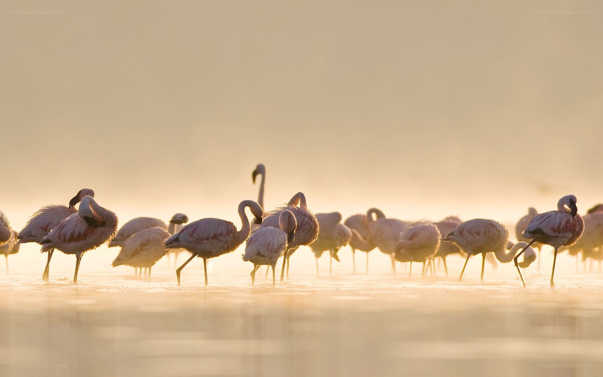 flamingos at sunrise