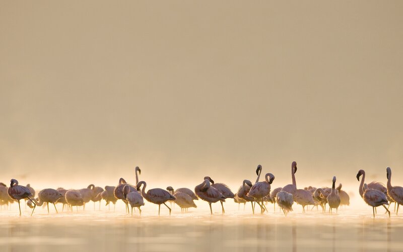 Flamingos at sunrise