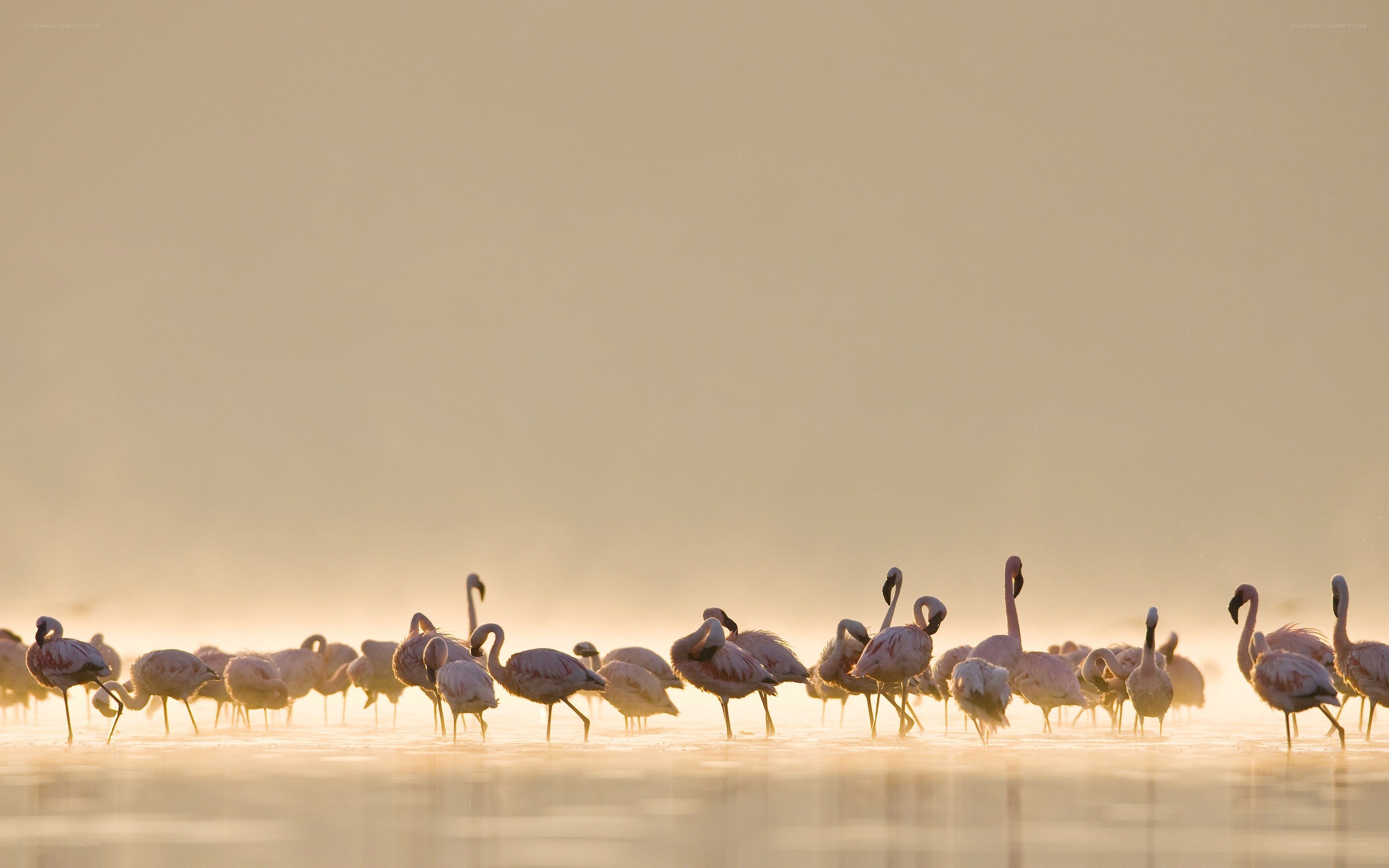 Flamingos at sunrise