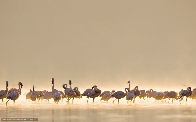 flamingos at sunrise