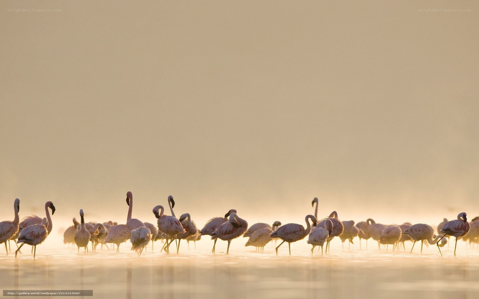 flamingos at sunrise
