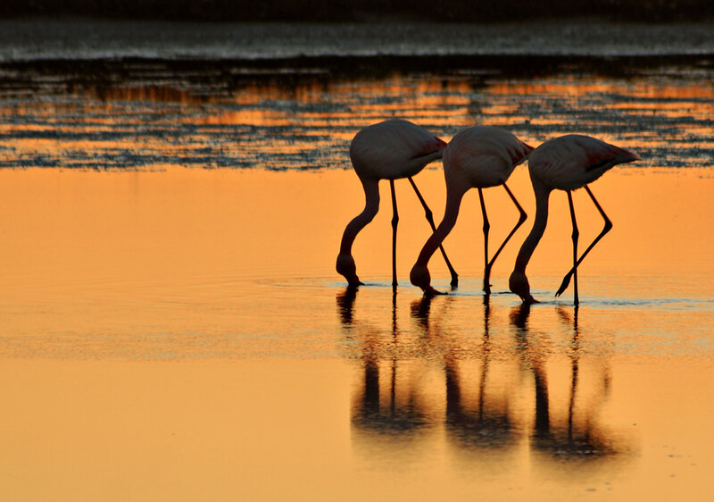 flamingos at sunset