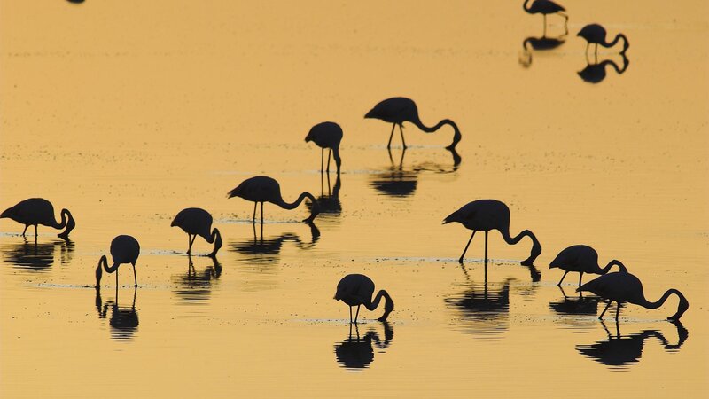 flamingos at sunset