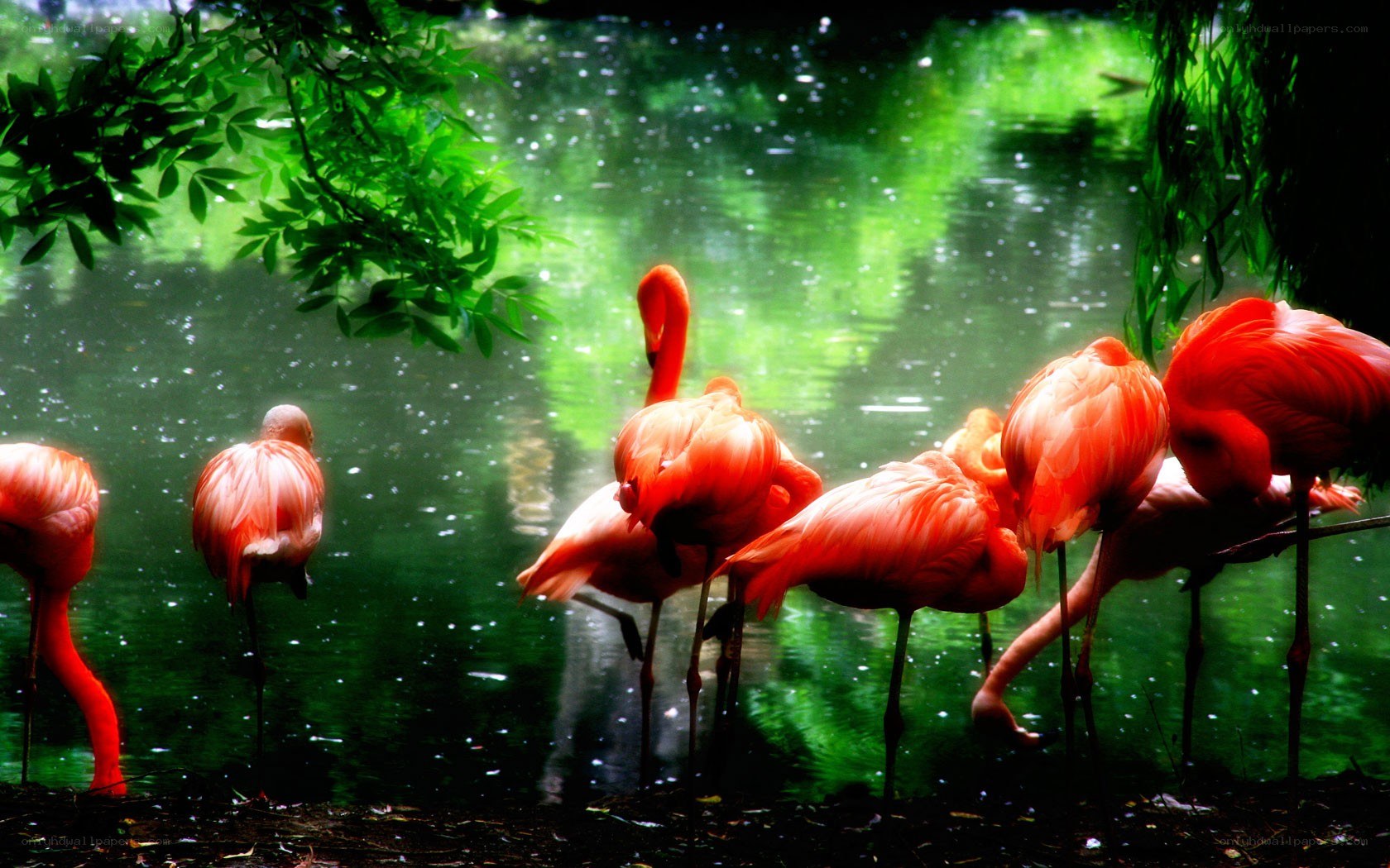 Flamingos by a green pond
