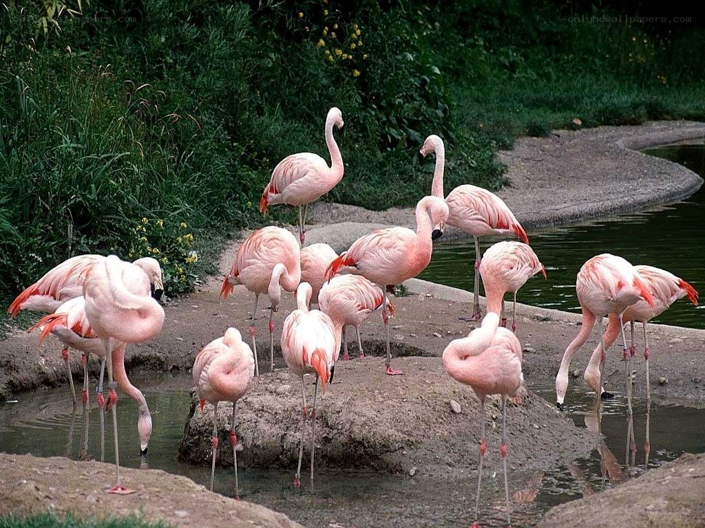 flamingos by the water
