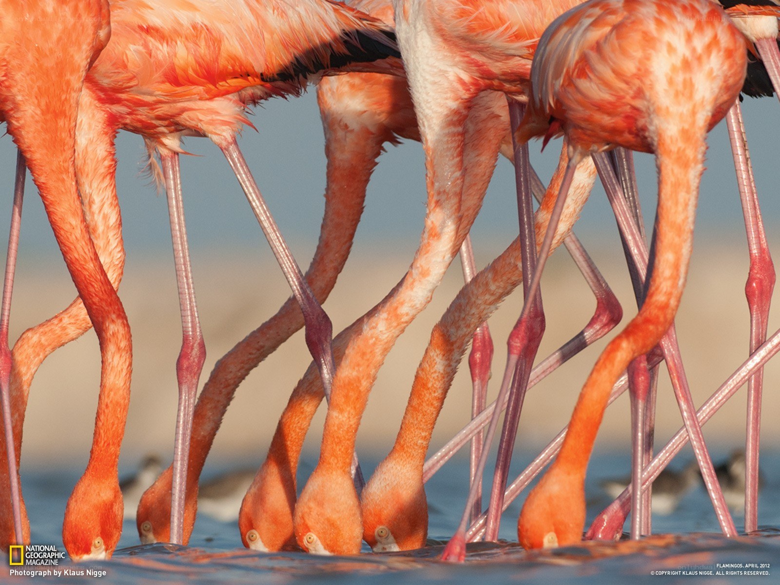 Flamingos feeding in water