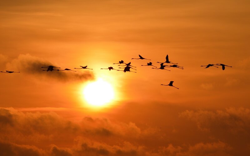 Flamingos Flying at Sunset