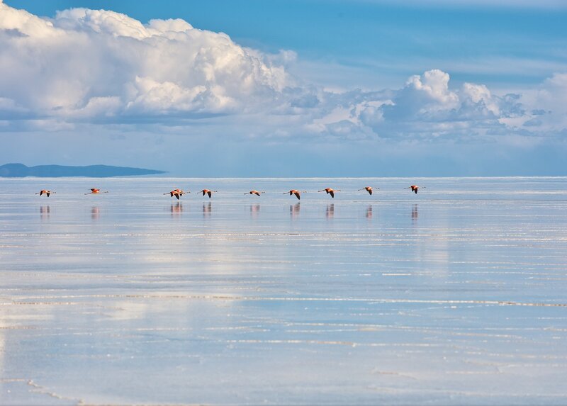 Flamingos Flying over Salt Flat