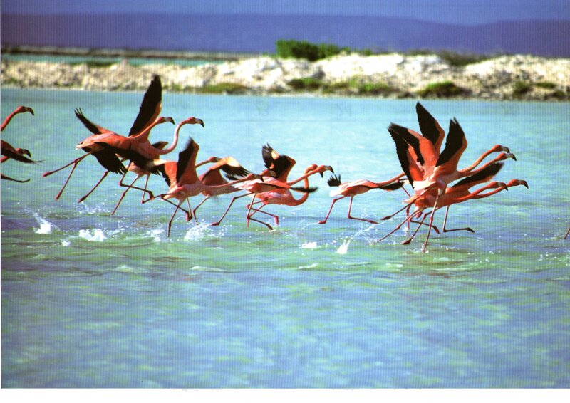 Flamingos Flying over Water