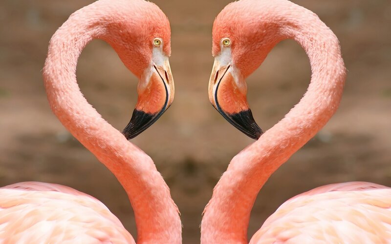 Flamingos forming a heart