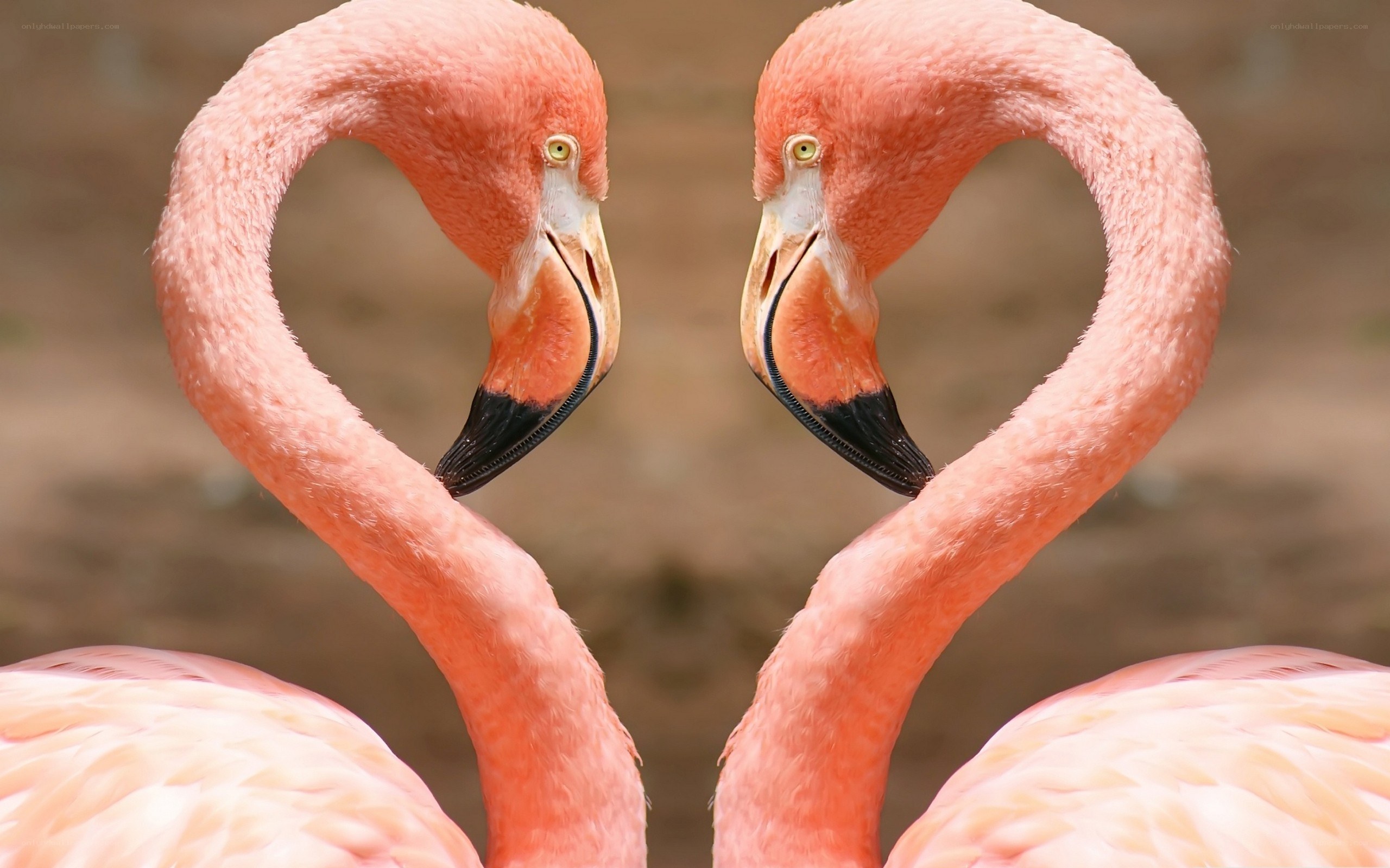 Flamingos forming a heart