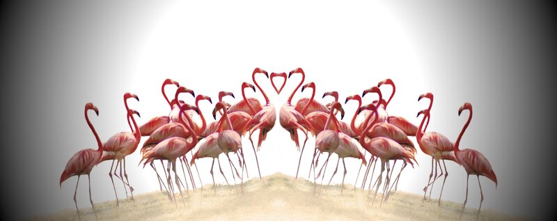 Flamingos Forming Heart