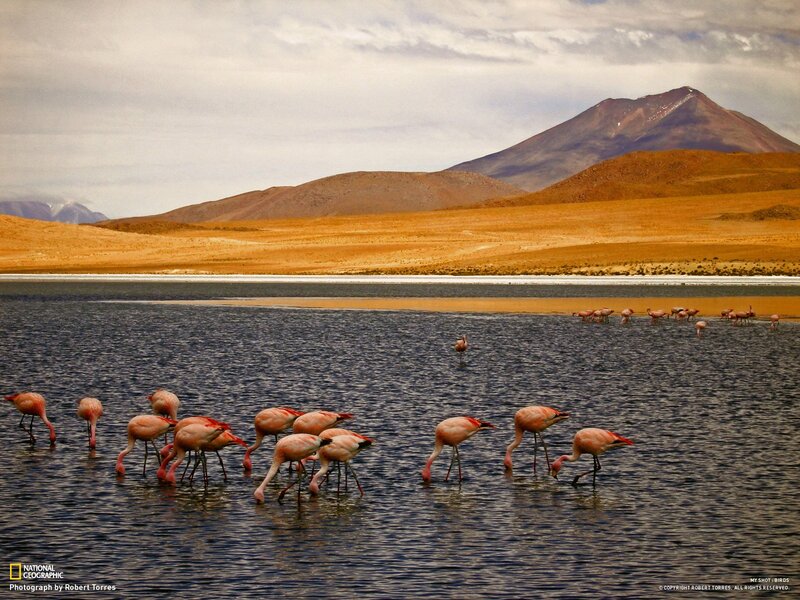 Flamingos in a desert lake