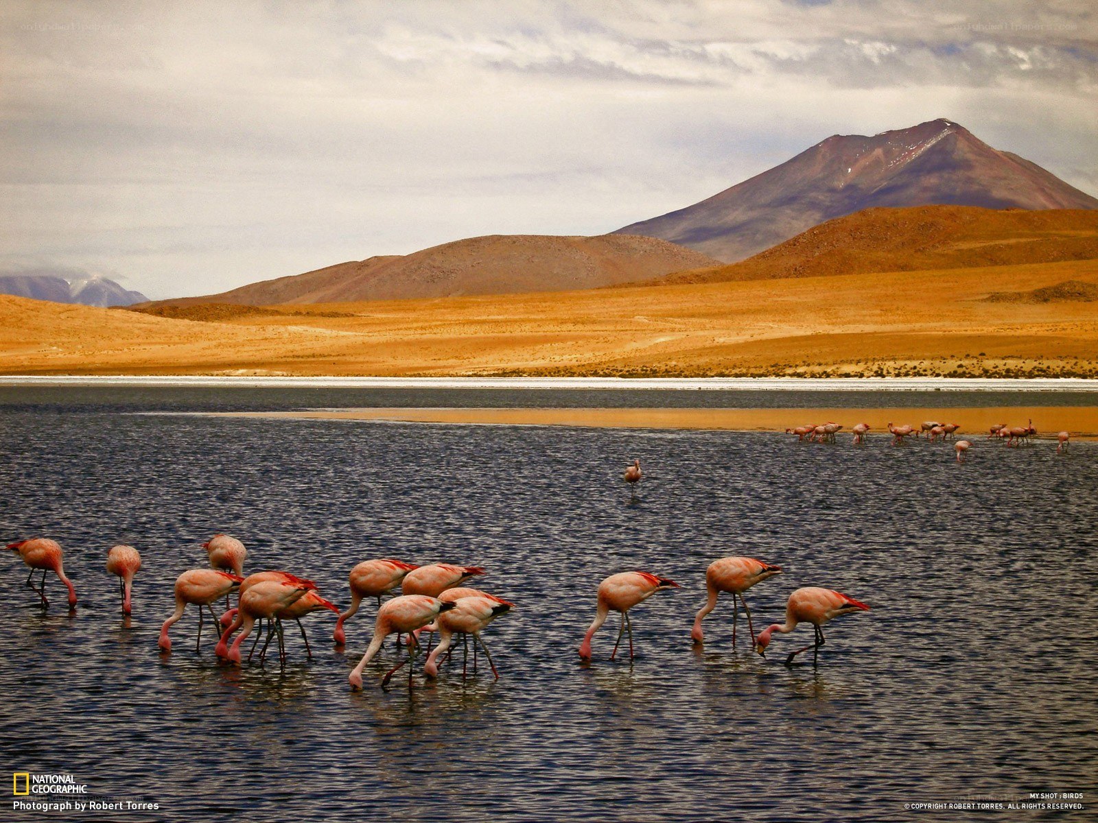 Flamingos in a desert lake