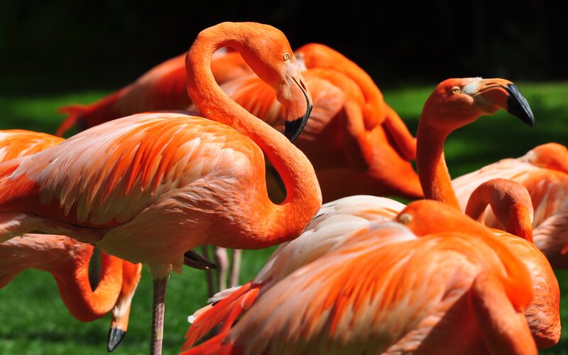 flamingos in a flock