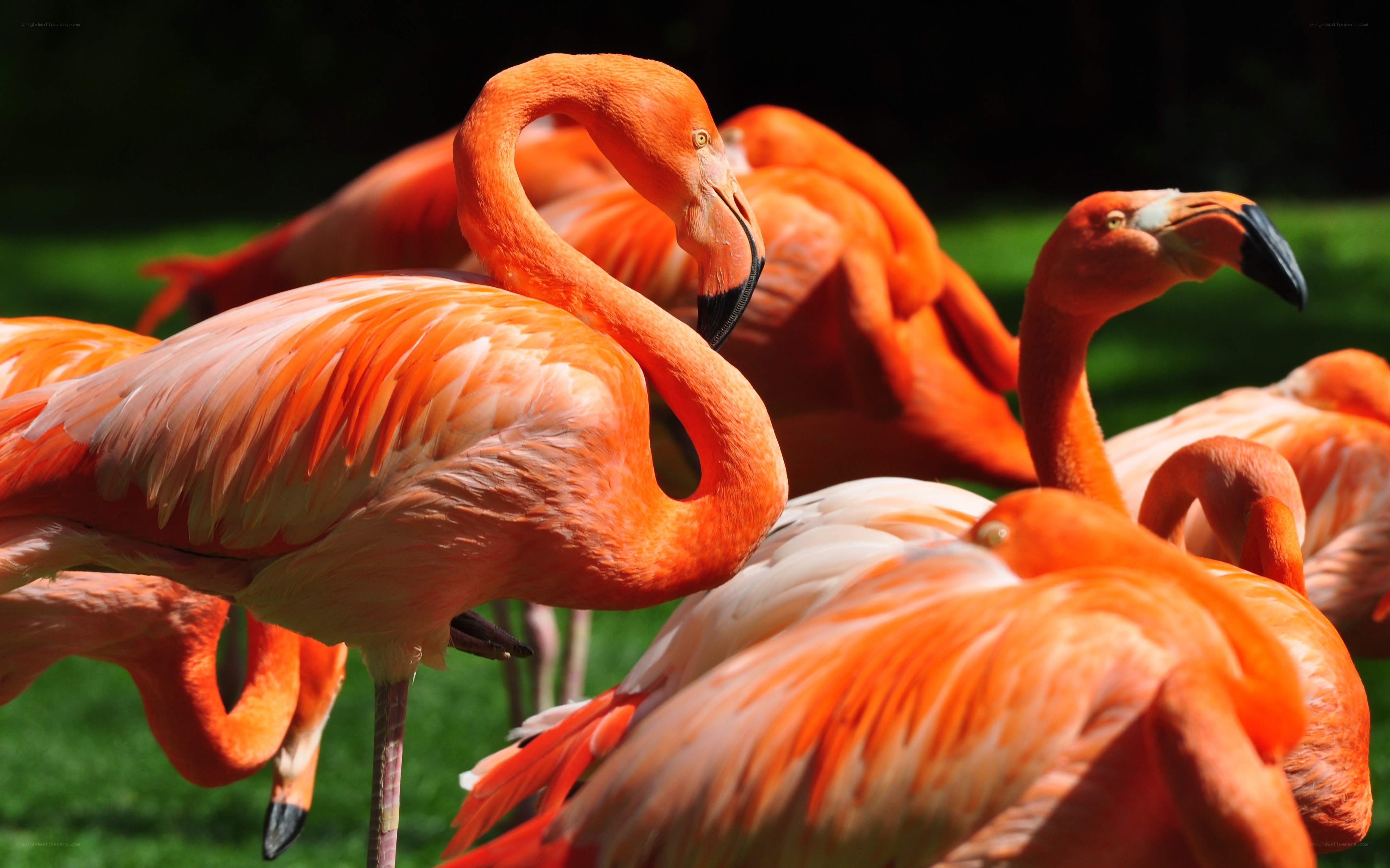 flamingos in a flock