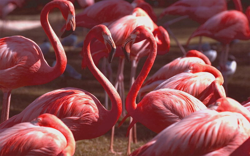 Flamingos in a flock