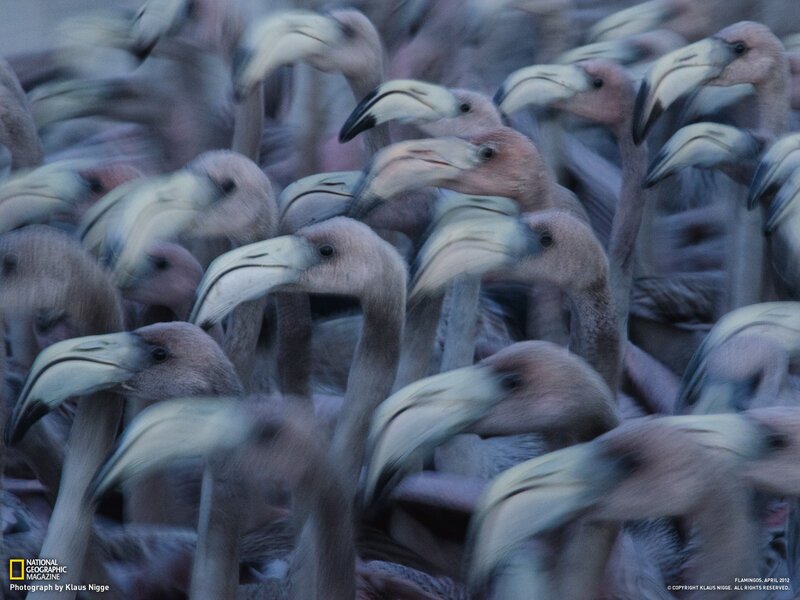 Flamingos in a Flock — Gray