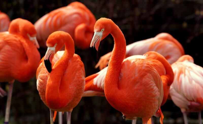 Flamingos in a Flock — Orange, Calm