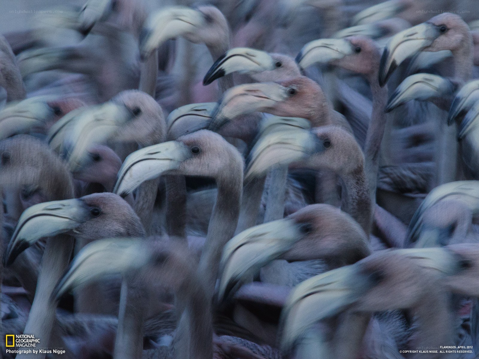 flamingos in a flock