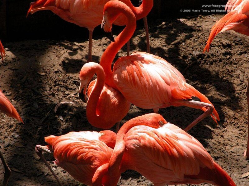 flamingos in a group
