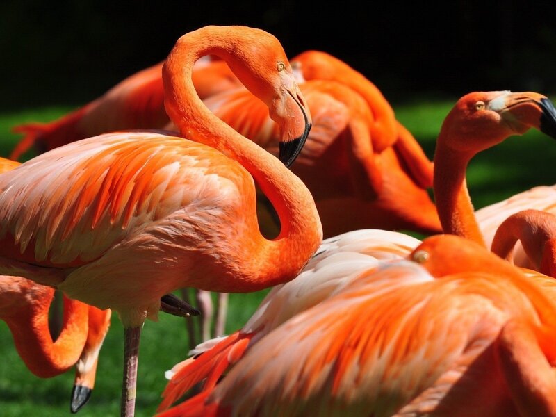 Flamingos in a Group — Orange