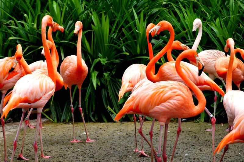 Flamingos in a Group — Pink, Natural