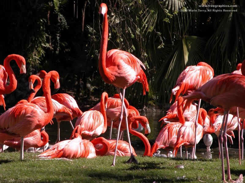 Flamingos in a Group — Pink