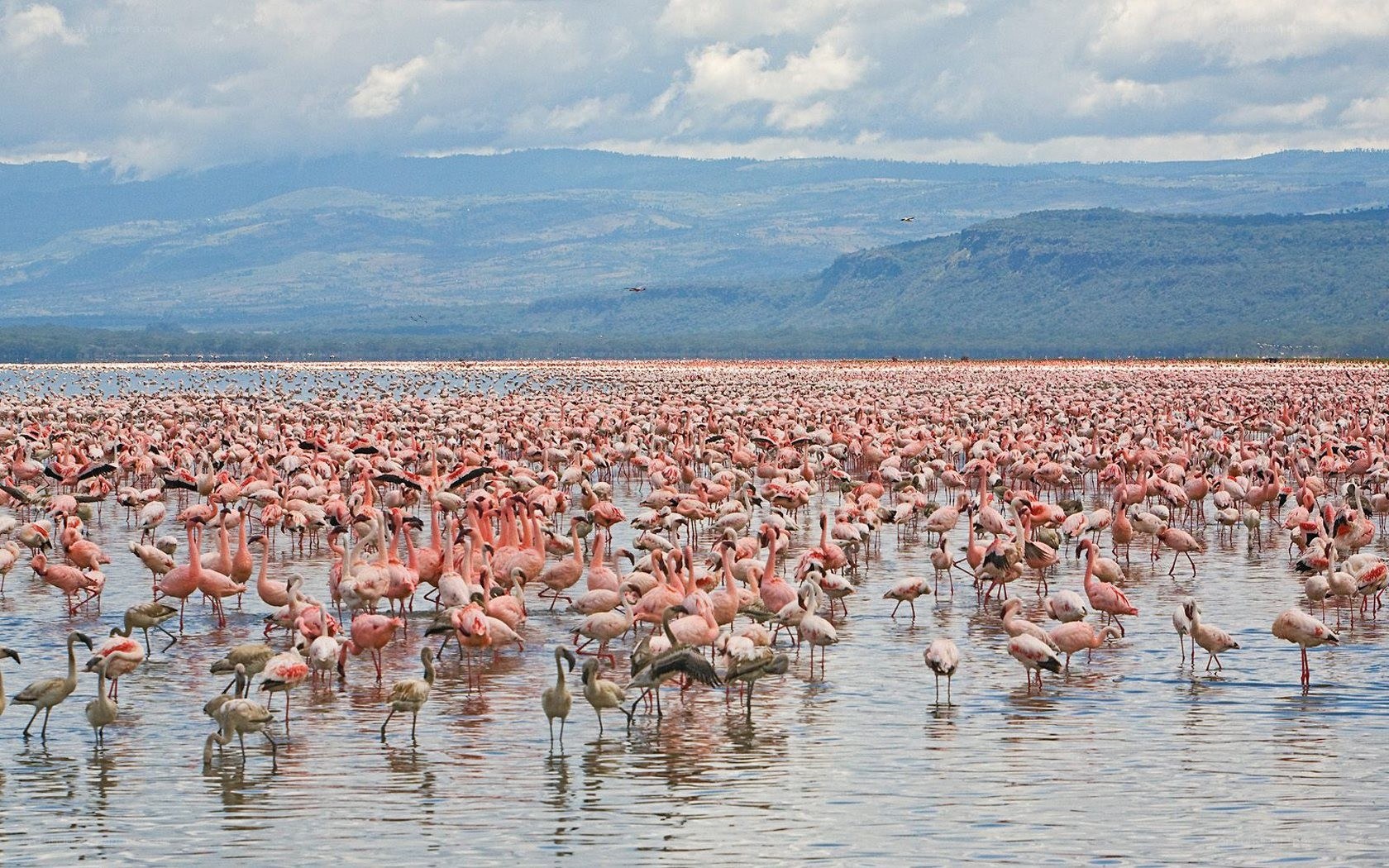 flamingos in a lake