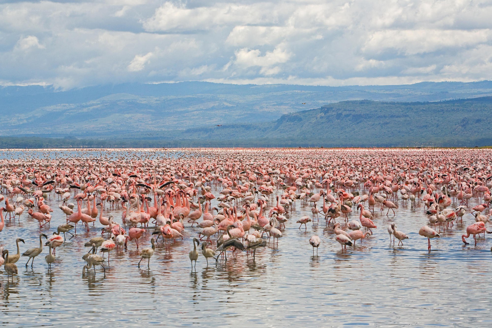 Flamingos in a lake
