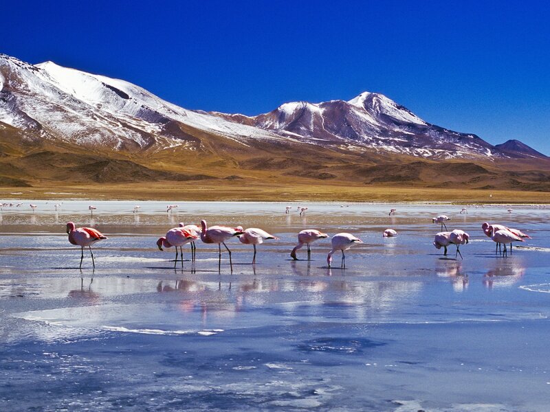 Flamingos in a Lake — Blue, Serene, Afternoon, Photograph, Mountains