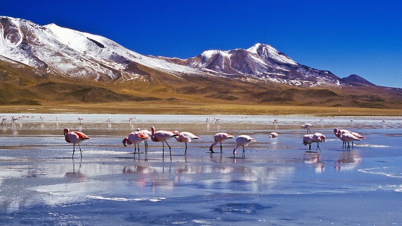Flamingos in a Lake — Blue, Serene, Afternoon