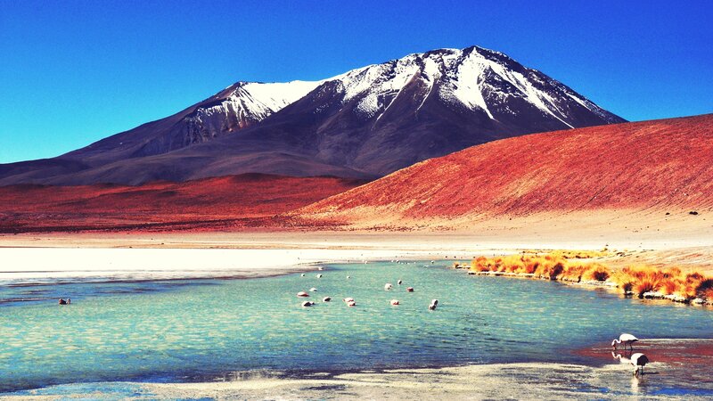 Flamingos in a Lake — Blue, Serene