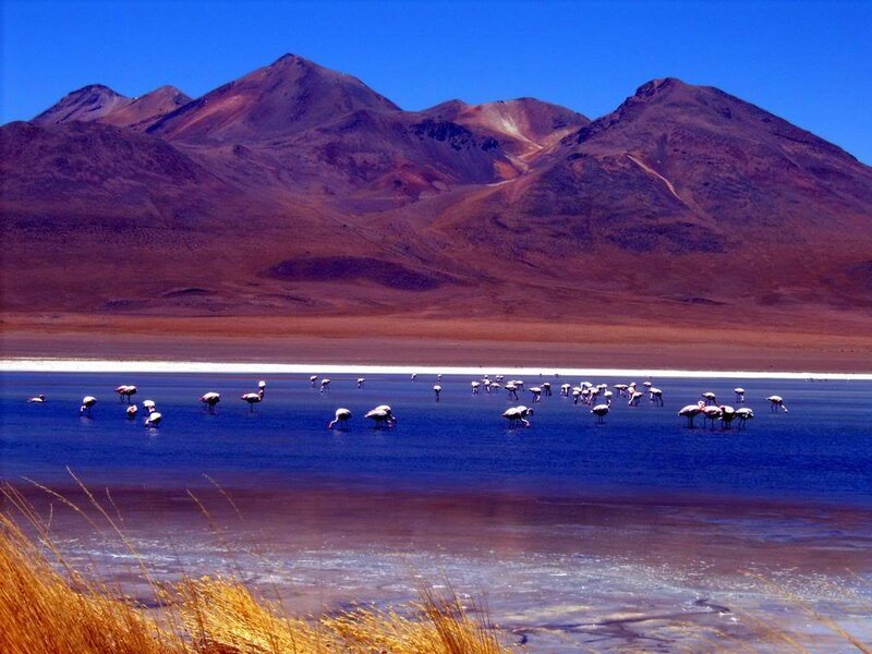 Flamingos in a Lake — Blue