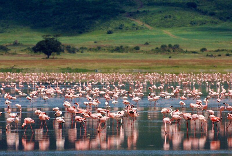 Flamingos in a Lake — Pink, Serene