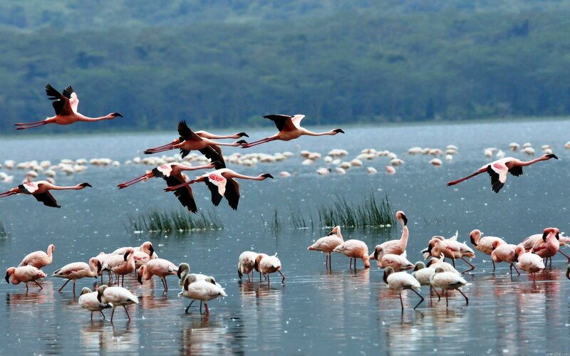 Flamingos in a Lake — Pink