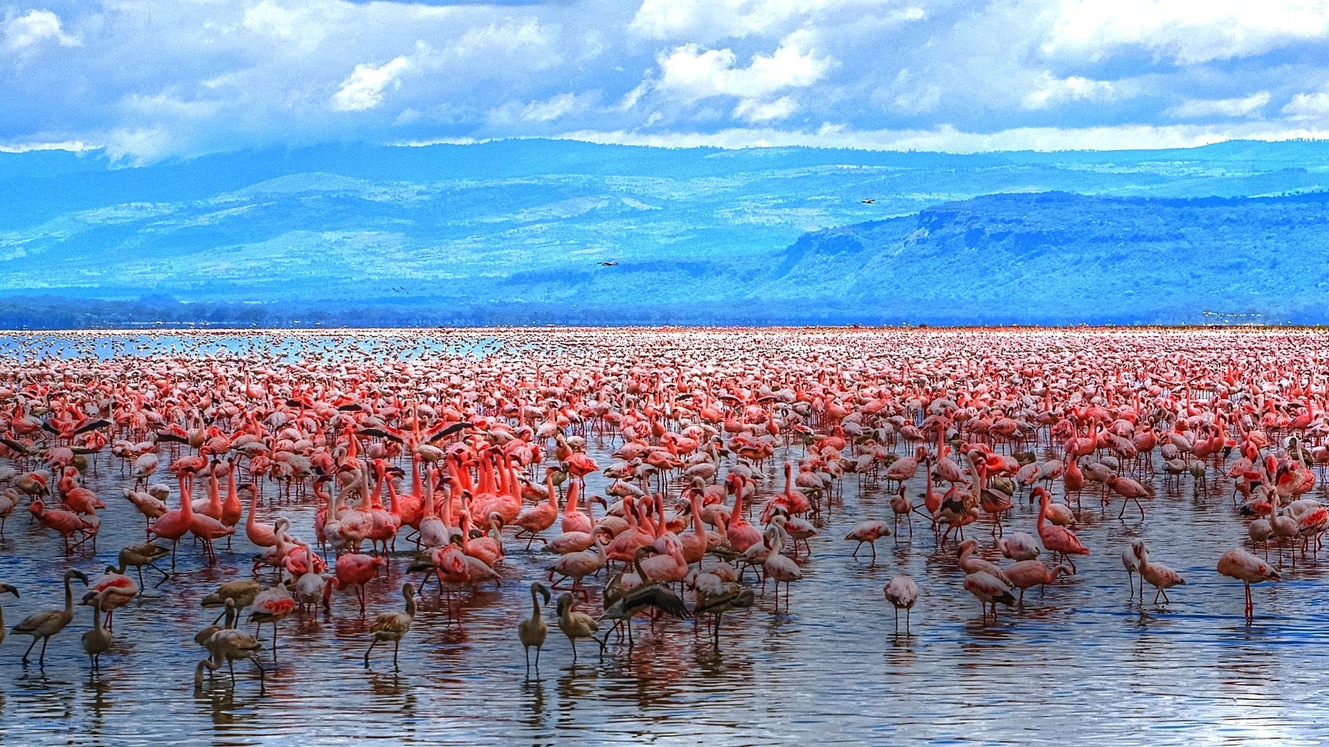 Flamingos in a lake