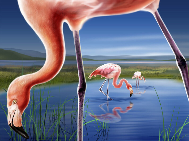 Flamingos in a marsh