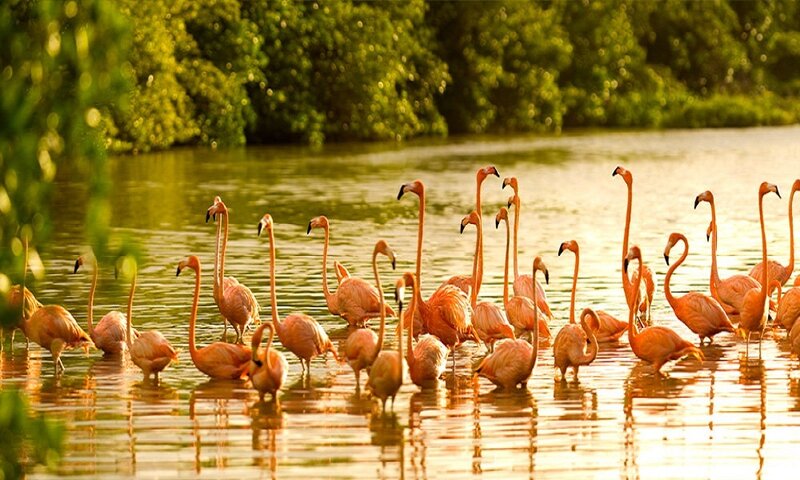 flamingos in a marsh