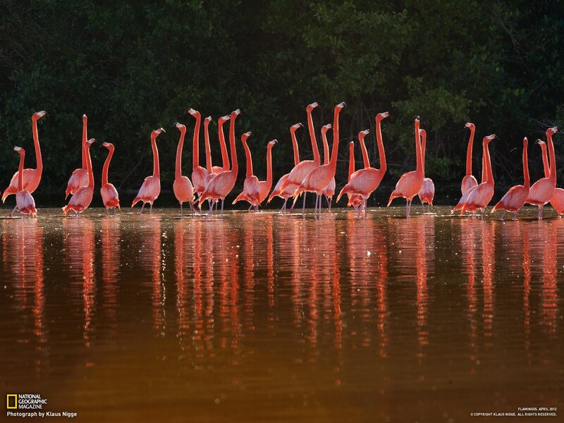 Flamingos in a marsh
