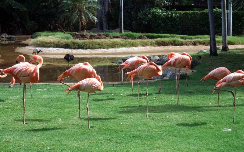 Flamingos in a park