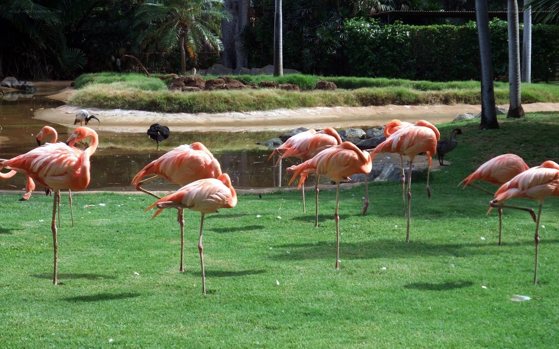 Flamingos in a park