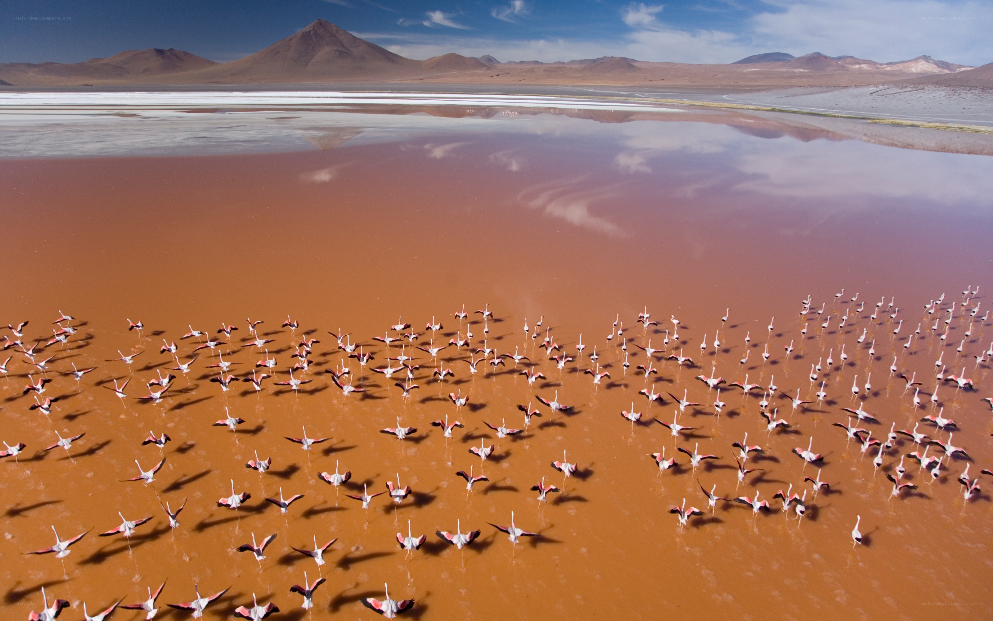 Flamingos in a pink lake