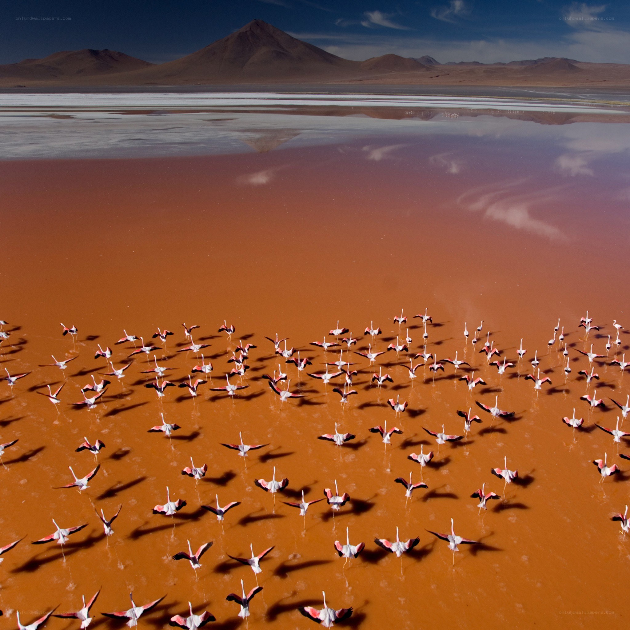 Flamingos in a pink lake
