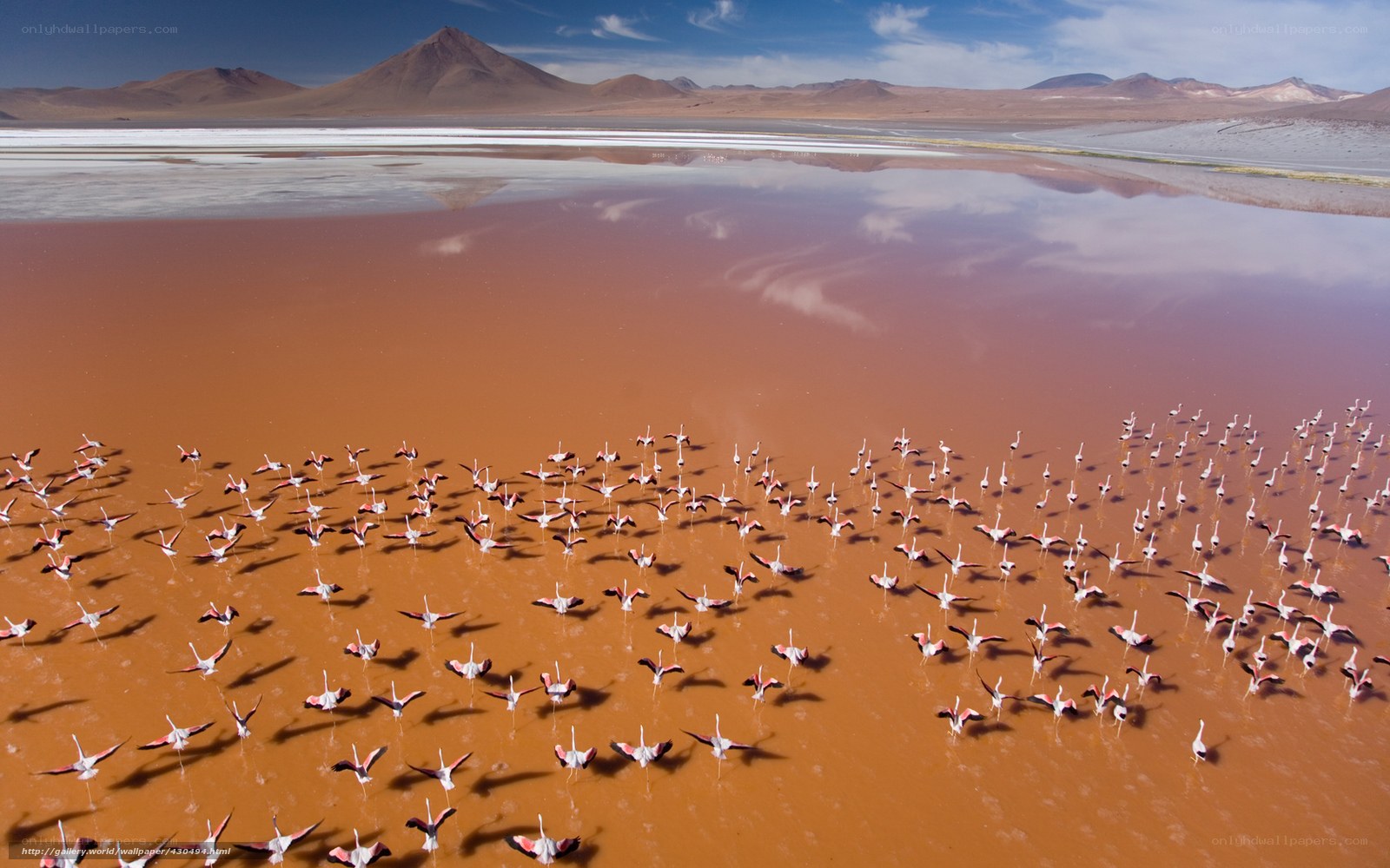 Flamingos in a pink lake